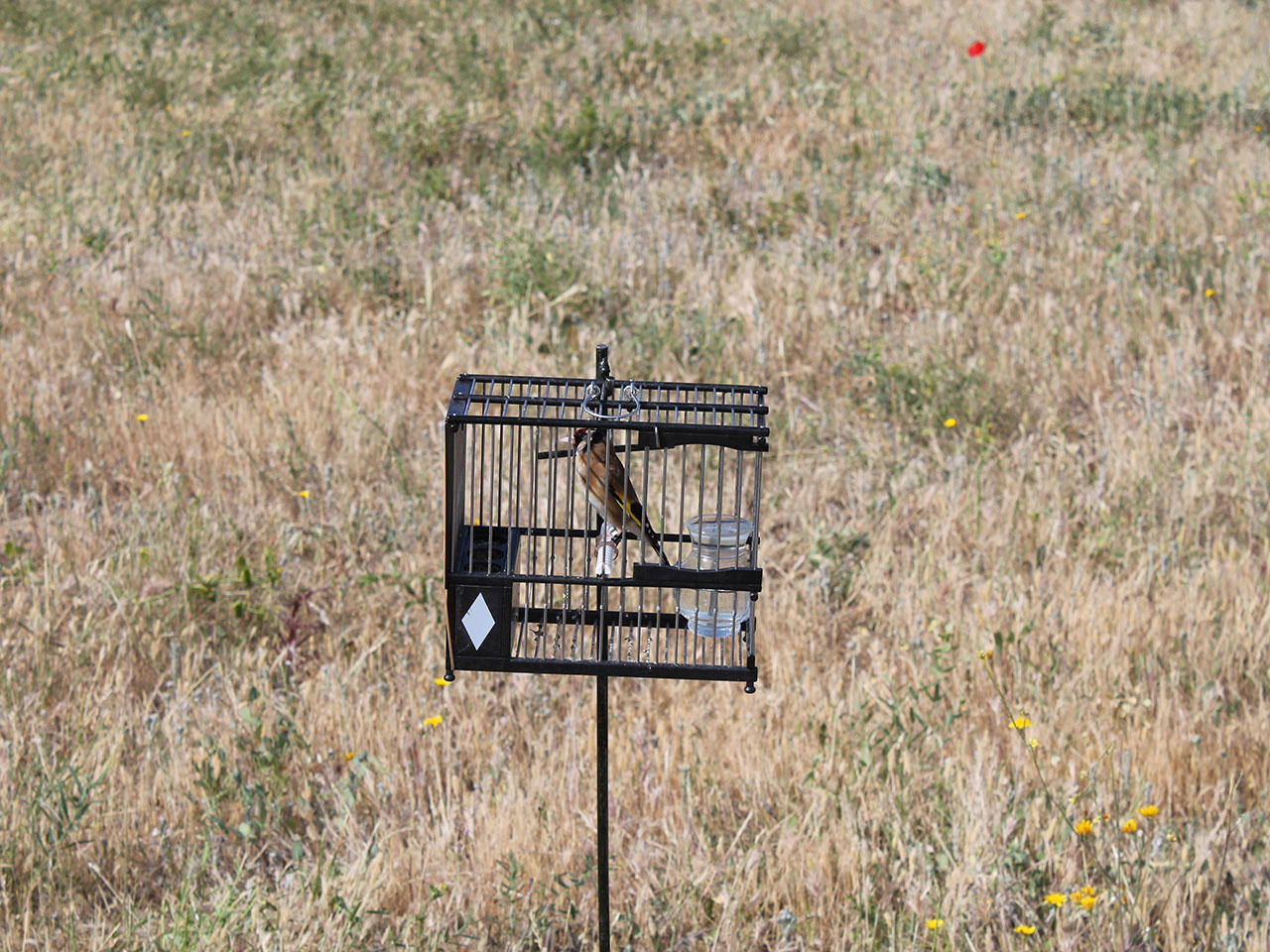 La Comisión Europea aclara que los estudios de la Junta de Andalucía sobre Silvestrismo son legales
