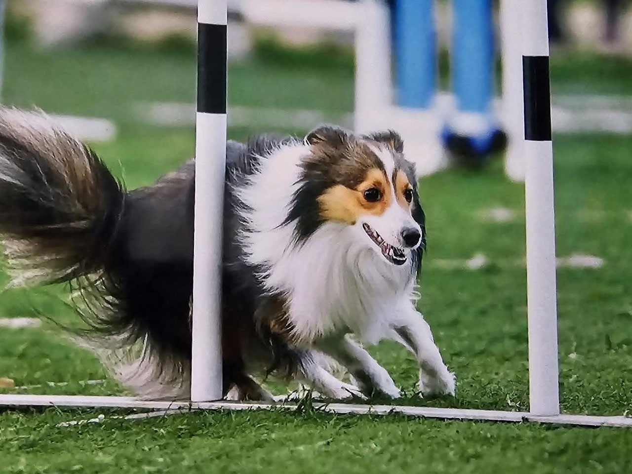 Documento Único para Agility