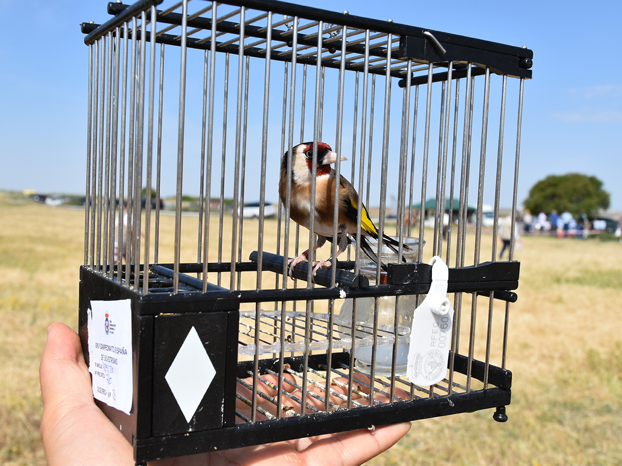 Situación gripe aviar 