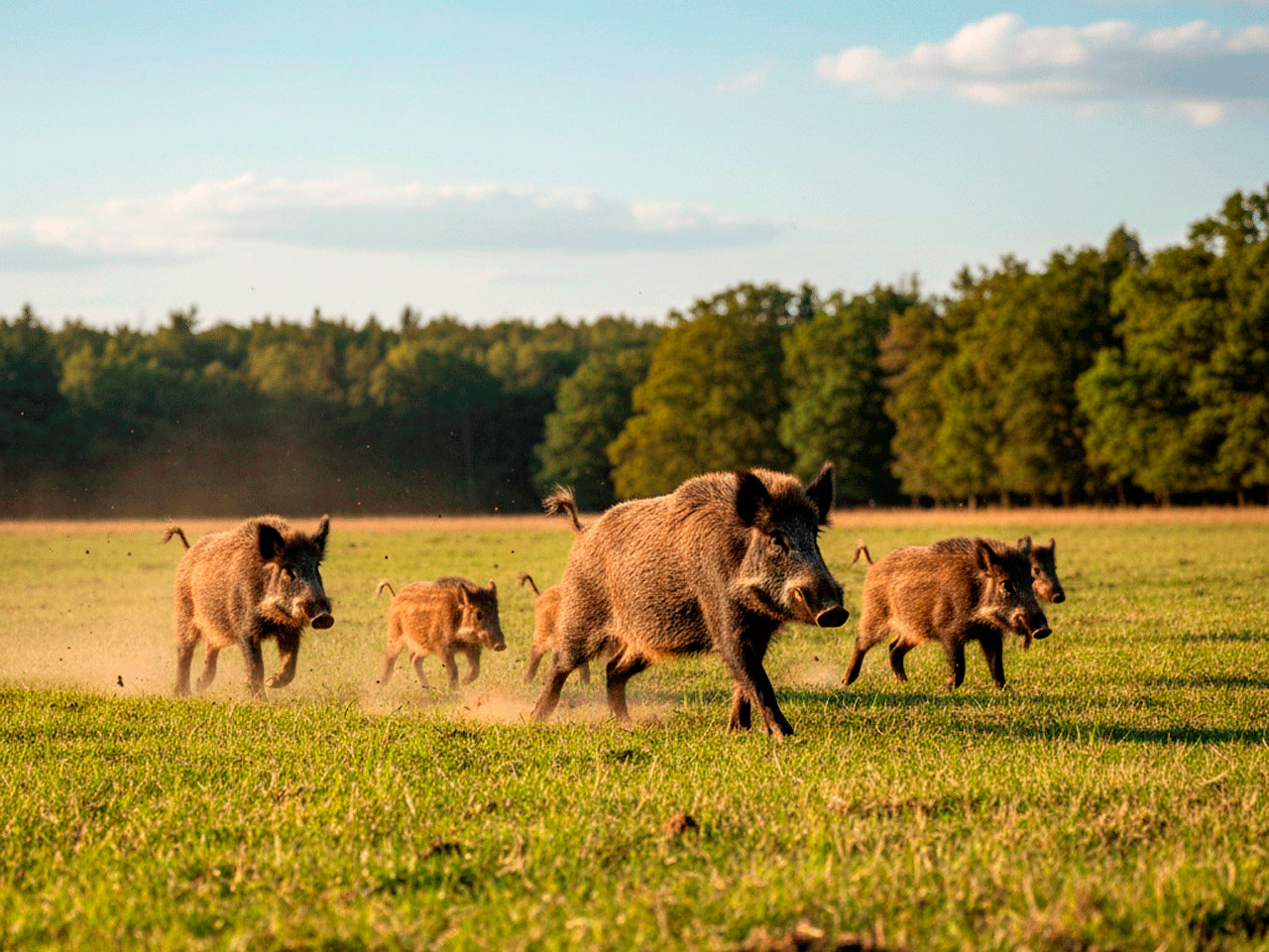 Protocolo de vigilancia de peste porcina africana en Madrid