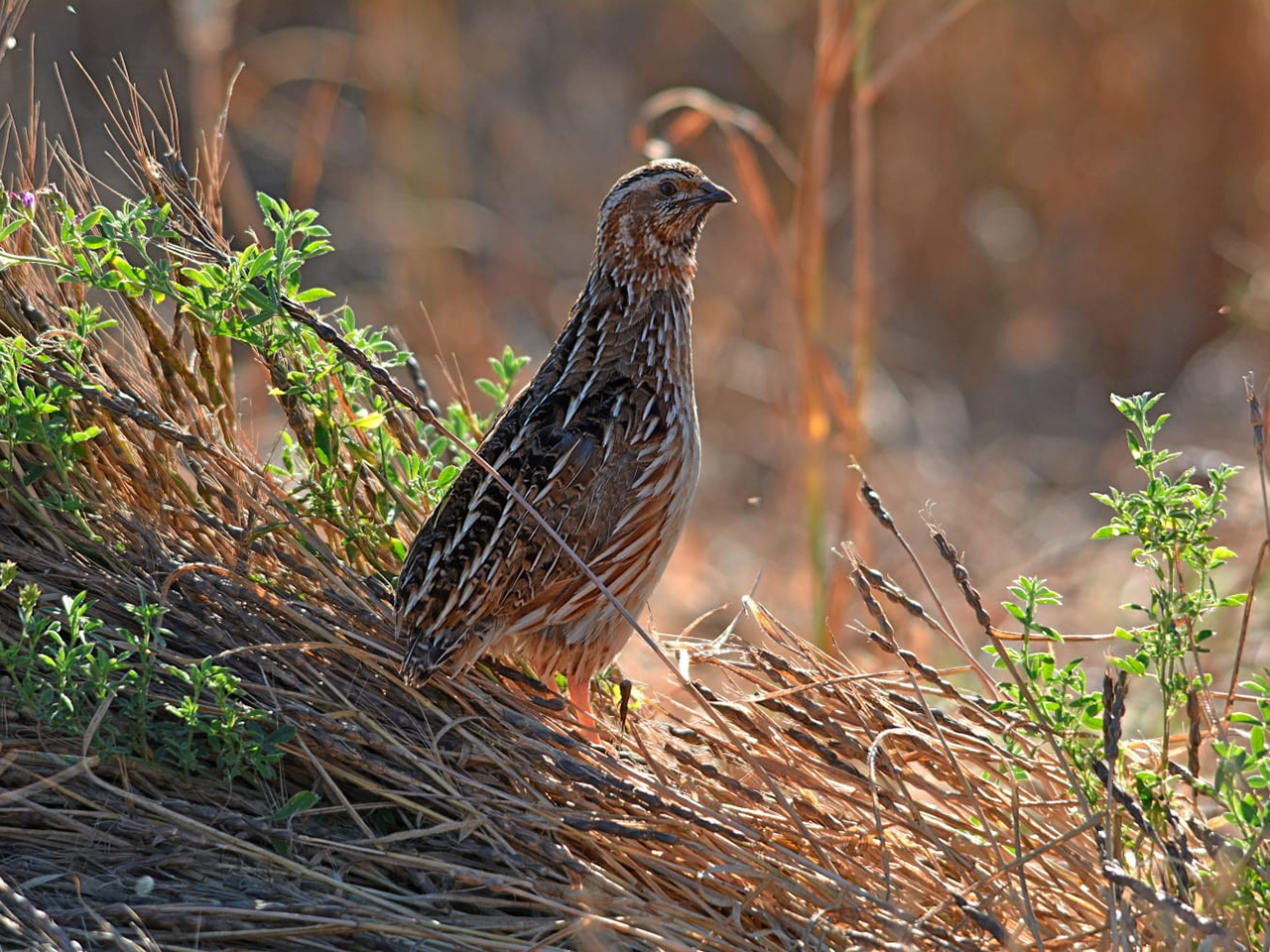 Los cazadores madrileños piden a la Comunidad de Madrid que rechace posibles restricciones de caza de la codorniz