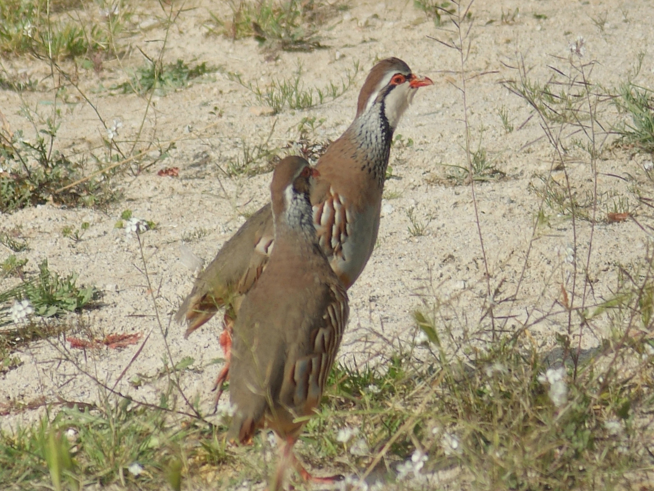 Se levanta la prohibición de sueltas de especies