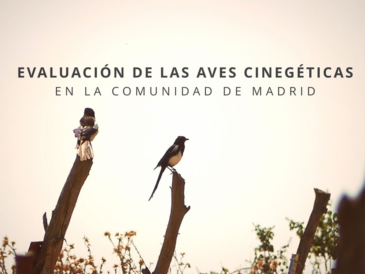 Se publica el vídeo del estudio de Evaluación del estado de las aves cinegéticas desarrollado en la Comunidad de Madrid